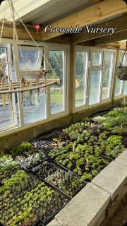 We finally got to explore the wonderful @corseside_nursery today for the @carmsandpembsngs open garden! 🌿✨

Such a unique and fun place to wander. From the incredible variety of plants to the creative garden spaces, it’s a real treat to visit. The plants for sale were absolutely stunning, and of course, we couldn’t resist the cakes… they were delicious! 😋🍰

Well done to everyone involved for creating such a beautiful and welcoming event. 👏

#CorsesideNursery #OpenGarden #PembrokeshireDaysOut #GardenLovers #GreenacresEstates