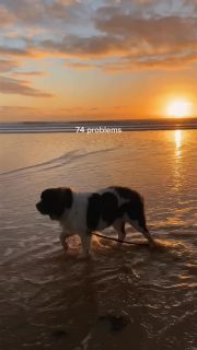 There’s something about an evening on a Pembrokeshire beach that makes the world go quiet for a little while.

No rush.
No noise.
Just sea air, sunsets and sandy paws 🤍

Sometimes escaping here is exactly what you didn’t realise you needed.